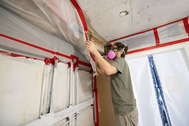 Best Environmental Consulting for Mold Prevention  in South St Paul, MN