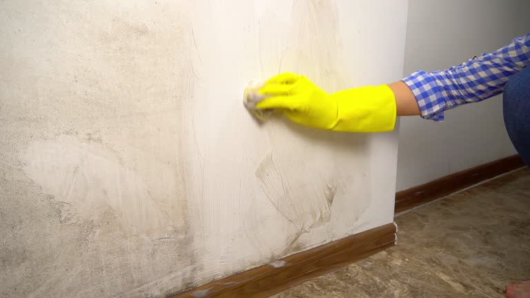 Best Dehumidification Services  in South St Paul, MN