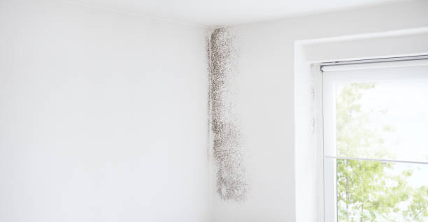 Best Asbestos and Lead Testing During Mold Inspection  in South St Paul, MN
