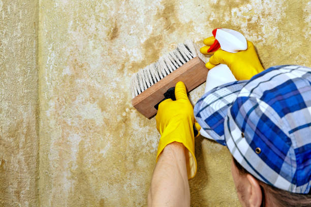 Best Forensic Mold Investigation  in South St Paul, MN