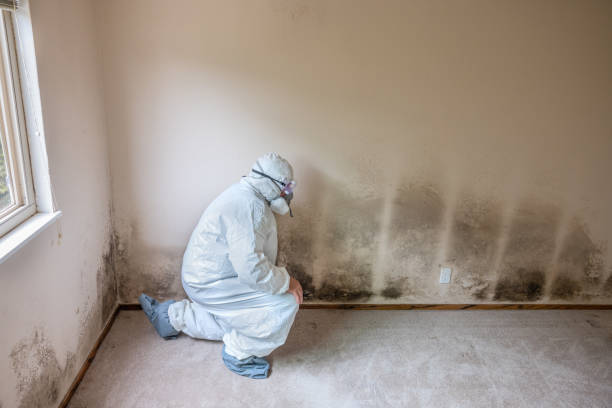 Professional Mold Removal in South St Paul, MN