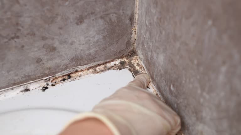  South St Paul, MN Mold Removal Pros